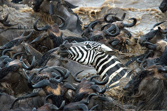 Wildebeest and Zebra Crossing the Mara River